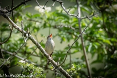 Sedge Warbler on Branch Front View