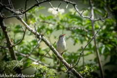 Sedge Warbler on Branch Front View