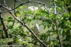 Sedge Warbler on Branch Front View