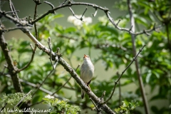 Sedge Warbler on Branch Front View