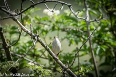 Sedge Warbler on Branch Front View