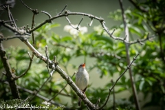 Sedge Warbler on Branch Front View