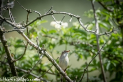 Sedge Warbler on Branch Front View