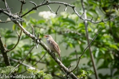 Sedge Warbler on Branch Side View