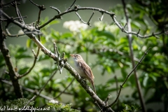 Sedge Warbler on Branch Side View