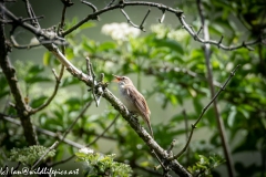 Sedge Warbler on Branch Side View