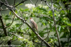 Sedge Warbler on Branch Side View