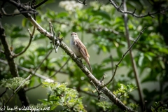 Sedge Warbler on Branch Side View