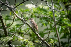 Sedge Warbler on Branch Side View