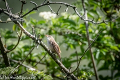 Sedge Warbler on Branch Side View