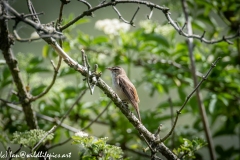 Sedge Warbler on Branch Side View