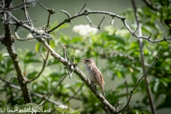 Sedge Warbler on Branch Side View