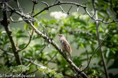 Sedge Warbler on Branch Side View