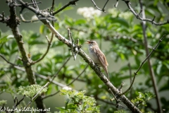 Sedge Warbler on Branch Side View