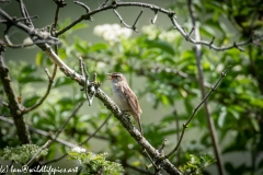 Sedge Warbler on Branch Side View