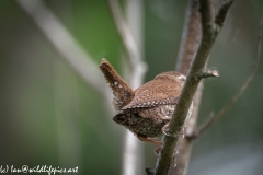 Wren on Branch Back View