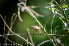 Wren on Branch Front View