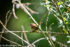 Wren on Branch Back View