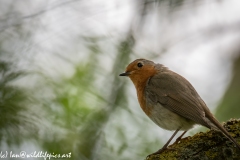 Robin on Branch Side View