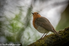 Robin on Branch Side View