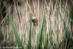 Sedge Warbler on Reeds Front View