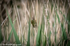 Sedge Warbler on Reeds Front View