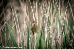 Sedge Warbler on Reeds Front View