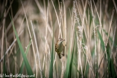 Sedge Warbler on Reeds Front View