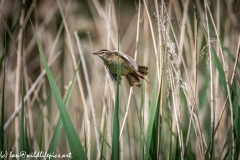 Sedge Warbler in Flight Side View