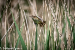 Sedge Warbler in Flight Side View