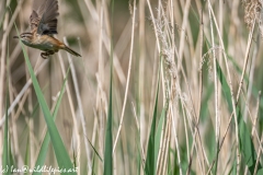 Sedge Warbler in Flight Side View