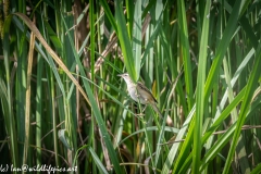 Sedge Warbler on Reeds Side View