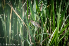 Sedge Warbler on Reeds Side View