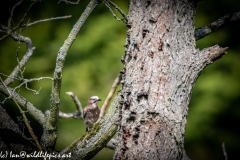 Jay on Branch Front View