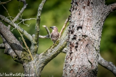 Jay on Branch Front View