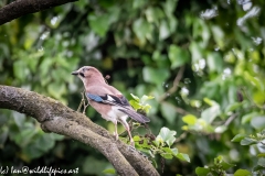 Jay on Branch Side View