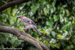 Jay on Branch Side View