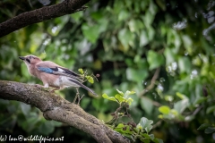 Jay on Branch Side View