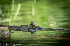 Grey Wag Tail Under Bridge Back View