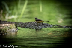 Grey Wag Tail Under Bridge Side View