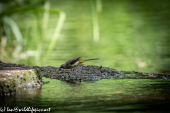 Grey Wag Tail Under Bridge Side View