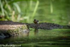 Grey Wag Tail Under Bridge Front View