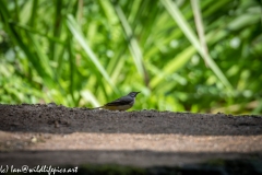 Grey Wag Tail Under Bridge Side View