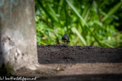 Grey Wag Tail Under Bridge Back View