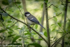 Great Tit on Branch Side View