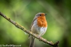 Robin on Branch Front View