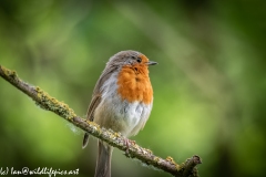 Robin on Branch Front View