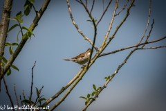 Male Whitethroat on Branch Side View