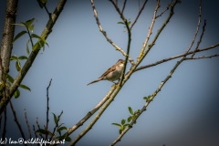 Male Whitethroat on Branch Side View