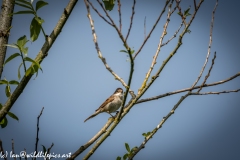 Male Whitethroat on Branch Side View